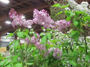 lilacs in bloom at vt flower show