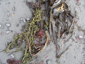 new hampshire seacoast