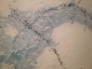 subhankar banerjee, caribou migration, 2002