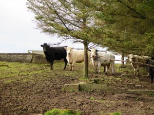 Cromarty Firth Scotland